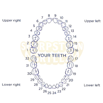 An anatomical diagram of a human dental arch showing numbered tooth positions from 1 to 32, with labels for upper right, upper left, lower right, and lower left. The teeth are illustrated in blue outline on a white background, with a faint watermark reading 'Simpston Dental' across the center.